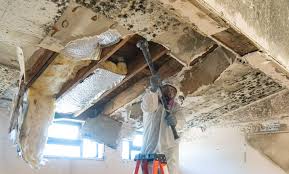 Professional Mold Removal in Lakeway, TX